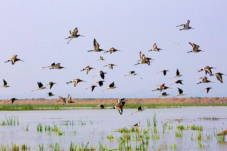 Flock,Bird,Bird migration,Animal migration,Wildlife,Shorebird,Water bird,Wetland,Beak,Grassland