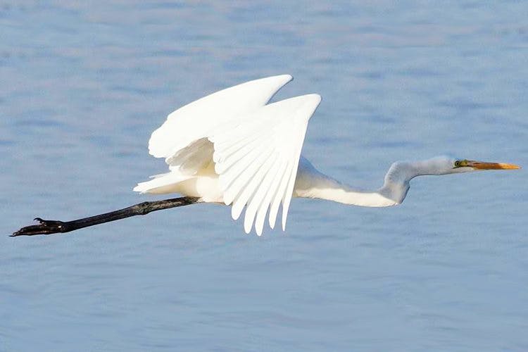 Bird,Great egret,Egret,Beak,Little egret,Wing,Heron,Feather,Snowy Egret,Great heron