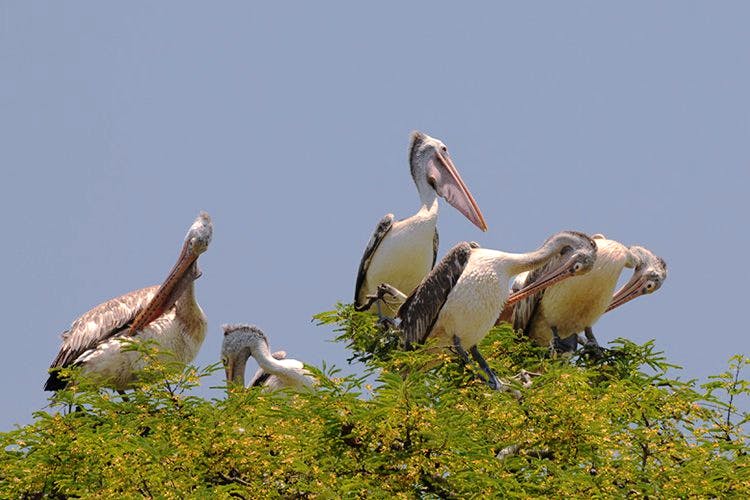 Bird,Pelican,Seabird,Beak,Wildlife,Pelecaniformes,Brown Pelican,Ciconiiformes,Stork,Adaptation