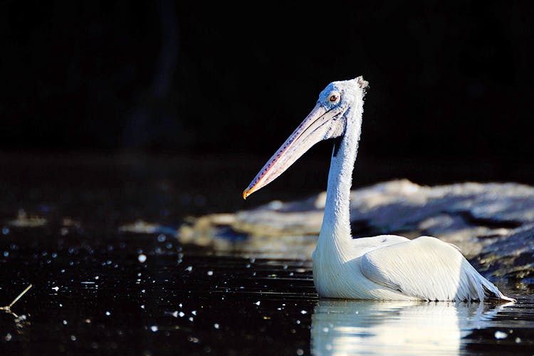 Bird,Vertebrate,Pelican,Water,Beak,White Pelican,Wildlife,Pelecaniformes,Seabird,Water bird