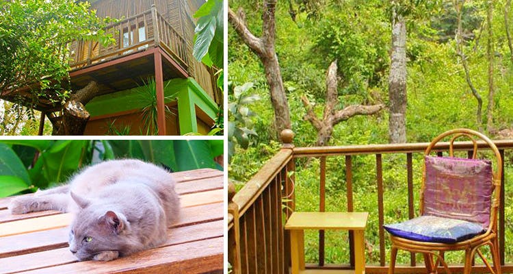Backyard,Tree,Wildlife,Furniture,House,Cat,Deck,Fawn