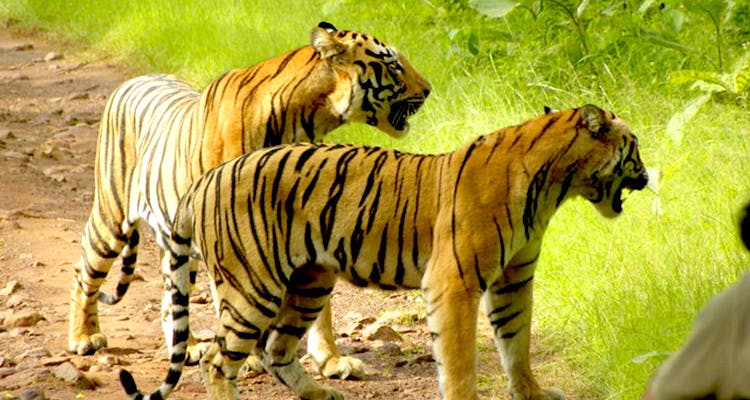 Terrestrial animal,Tiger,Wildlife,Mammal,Vertebrate,Bengal tiger,Siberian tiger,Felidae,Nature reserve,Adaptation