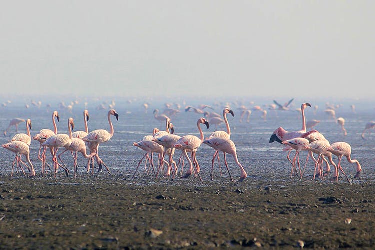 Flamingo,Bird,Greater flamingo,Water bird,Beak,Wildlife,Flock,Ecoregion,Mudflat,Landscape