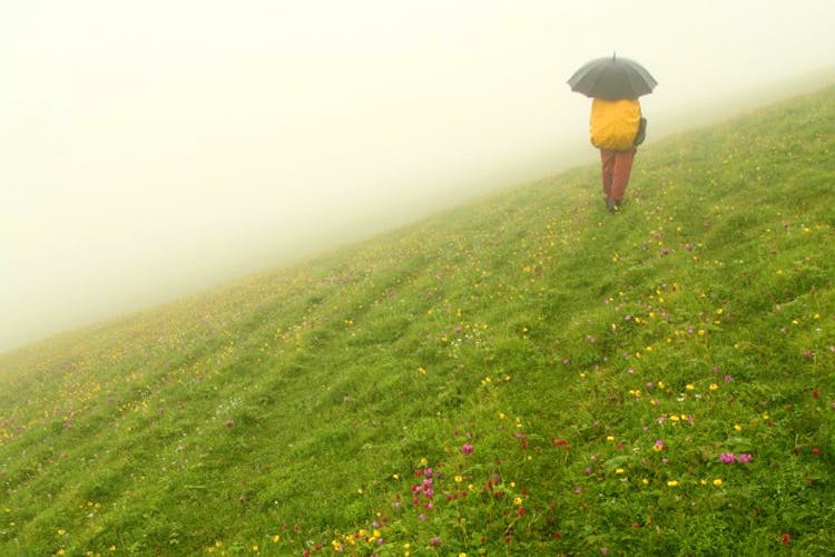 People in nature,Grassland,Fog,Atmospheric phenomenon,Natural landscape,Mist,Green,Meadow,Grass,Natural environment