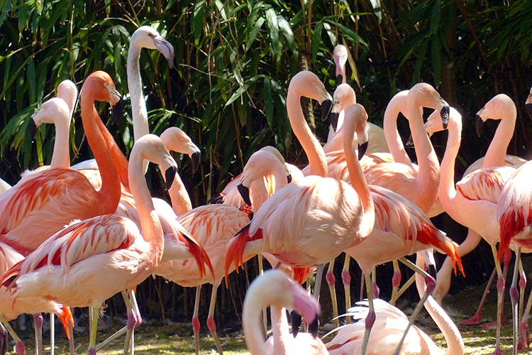 Flamingo,Bird,Greater flamingo,Vertebrate,Water bird,Pink,Beak,White Pelican,Wildlife,Organism