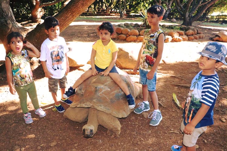 Tortoise,Turtle,Adaptation,Fun,Tree,Vacation,Reptile,Child,Leisure