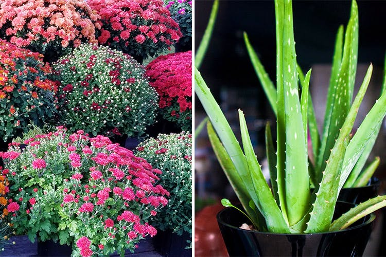Flower,Plant,Flowering plant,Flowerpot,Houseplant,Botany,Terrestrial plant,Cactus,Landscaping,Annual plant