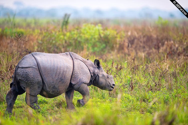 Rhinoceros,Mammal,Wildlife,Terrestrial animal,Vertebrate,Indian rhinoceros,Black rhinoceros,Grassland,Safari,Nature reserve