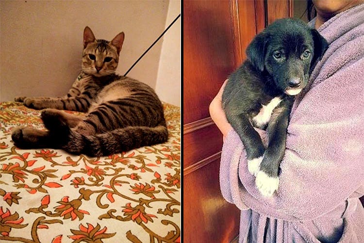 top online pet stores