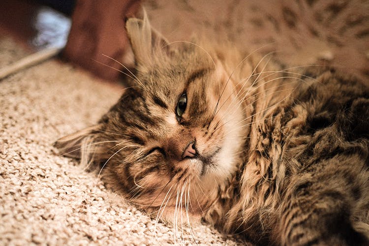Cat,Whiskers,Mammal,Small to medium-sized cats,Felidae,Tabby cat,Fur,Carnivore,Norwegian forest cat,Maine coon
