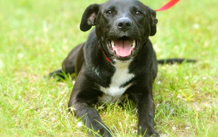 dr rana vet neeti bagh