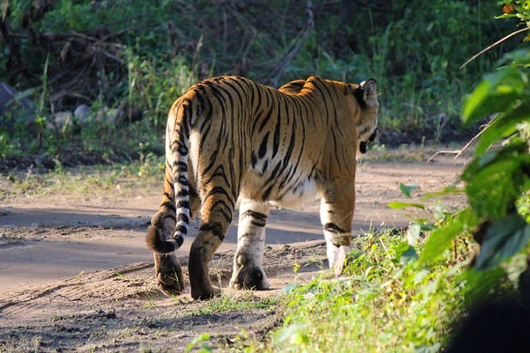 Tiger,Wildlife,Mammal,Terrestrial animal,Vertebrate,Bengal tiger,Felidae,Siberian tiger,Nature reserve,Carnivore