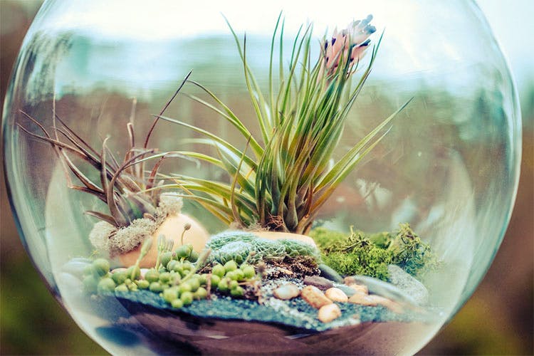 Aquarium decor,Plant,Botany,Grass,Terrestrial plant,Flowerpot,Freshwater aquarium,Organism,Flower,Houseplant