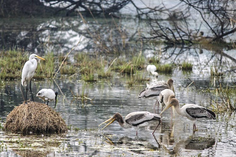 Bird,Vertebrate,Freshwater marsh,Beak,Wildlife,Crane,Ciconiiformes,Stork,Egret,Heron