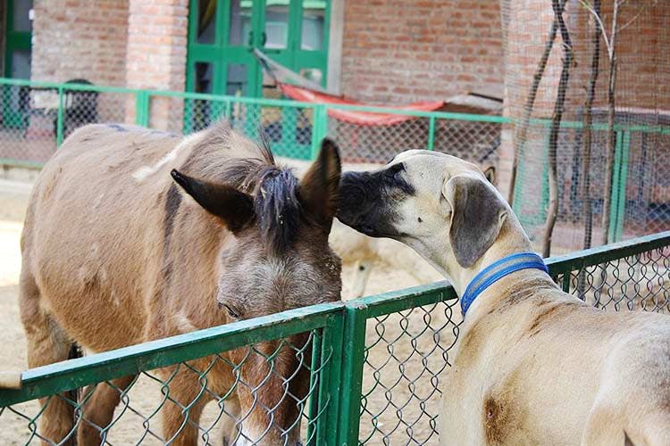 Mammal,Vertebrate,Canidae,Dog,Snout,Zoo,Fawn,Animal shelter,Dog breed,Fence