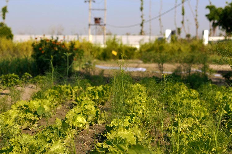 Vegetation,Green,Natural environment,Grass,Plant,Sky,Field,Spring,Plant community,Tree