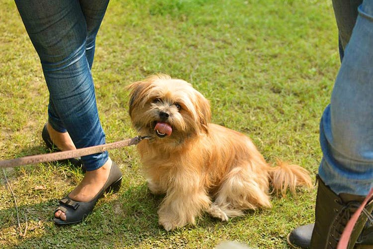 Dog,Mammal,Vertebrate,Dog breed,Canidae,Carnivore,Companion dog,Tibetan terrier,Sporting Group,Lhasa apso