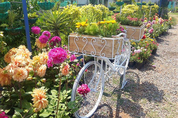 Bicycle wheel,Bicycle accessory,Flower,Bicycle,Garden,Plant,Vehicle,Flowerpot,Botany,Shrub