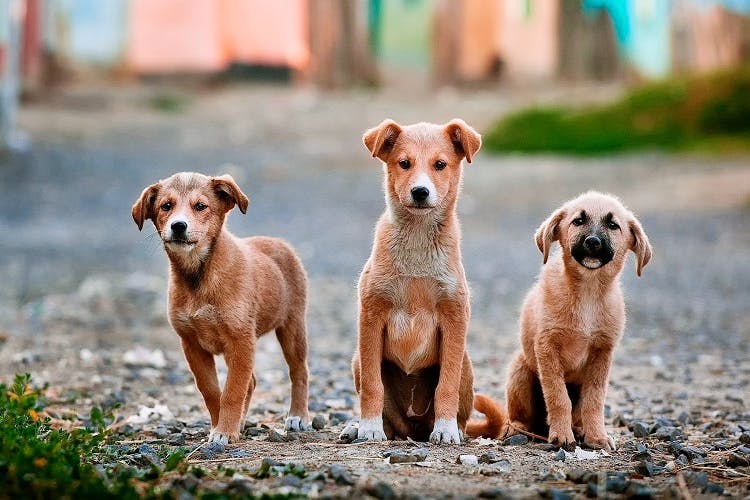 Dogs mate for store life