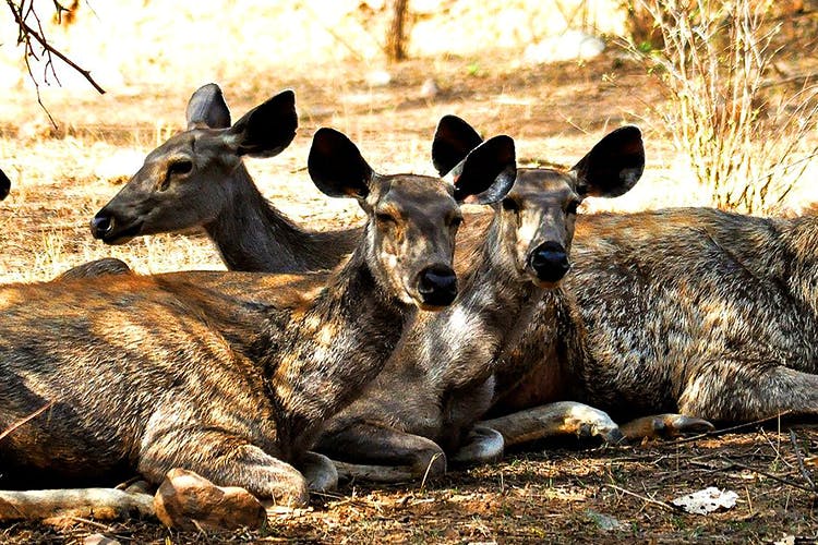 Mammal,Vertebrate,Wildlife,Deer,Terrestrial animal,Fawn,Musk deer,Kangaroo