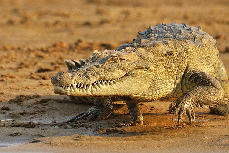 Crocodile,Vertebrate,Reptile,Crocodilia,Nile crocodile,Saltwater crocodile,American crocodile,Alligator,Terrestrial animal,Wildlife