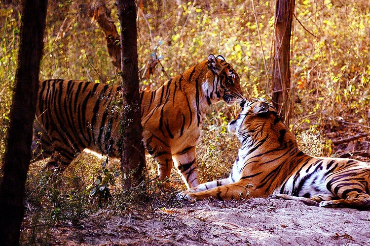 Tiger,Wildlife,Vertebrate,Bengal tiger,Mammal,Felidae,Siberian tiger,Terrestrial animal,Big cats,Nature reserve