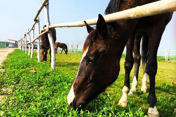 Horse,Green,Pasture,Grass,Field,Rural area,Tree,Farm,Livestock,Ranch