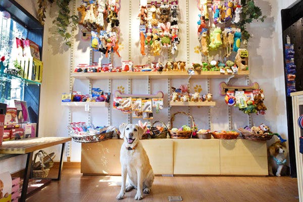 Pet Shops in Gurgaon, Pet Accessories Shop