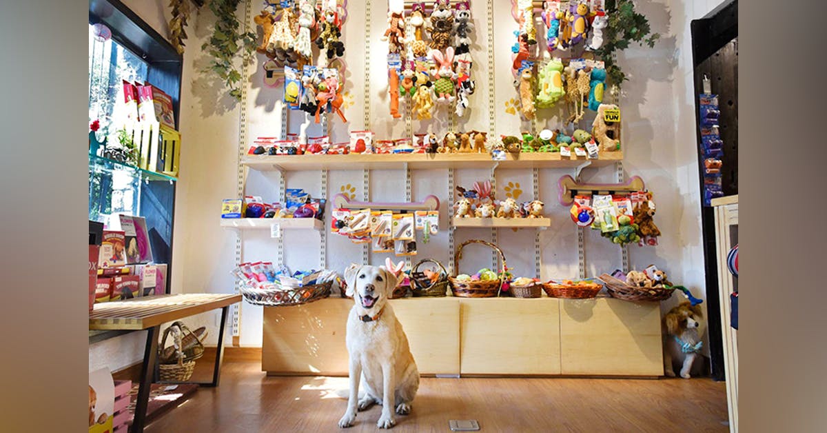 Best Pet Shops In Delhi I LBB Delhi best-pet-shops-in-delhi-i-lbb-delhi