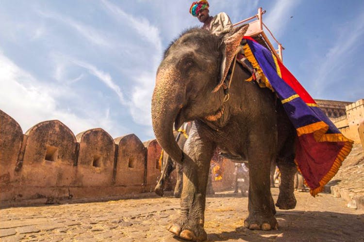 Elephant,Indian elephant,Elephants and Mammoths,Terrestrial animal,Mahout,Camelid,Landscape,Temple,Camel,Arabian camel