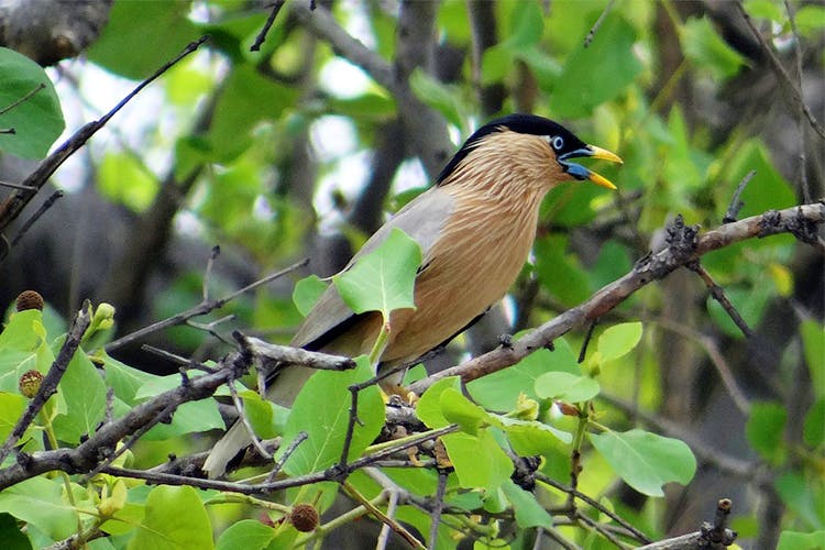 Bird,Vertebrate,Beak,Wildlife,Cuculiformes,Coucal,Perching bird,Cuckoo,Jay,Plant