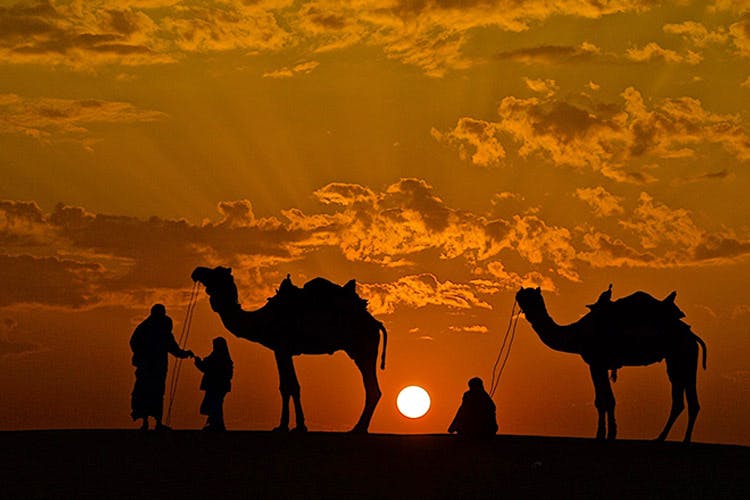 Camel,Arabian camel,Camelid,Sky,Natural environment,Wildlife,Desert,Landscape,Sunset,Ecoregion