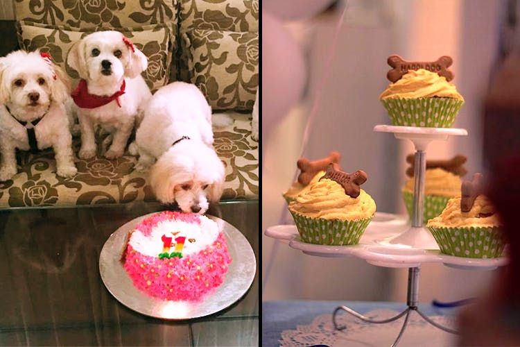 Canidae,Dog,Cake decorating,Dessert,Food,Sweetness,Cake,Icing,Buttercream,Companion dog