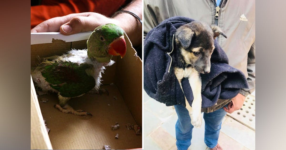 Spotted An Injured Animal These Organisations Are Just A Call Away Spotted An Injured Animal These Organisations Are Just A Call Away