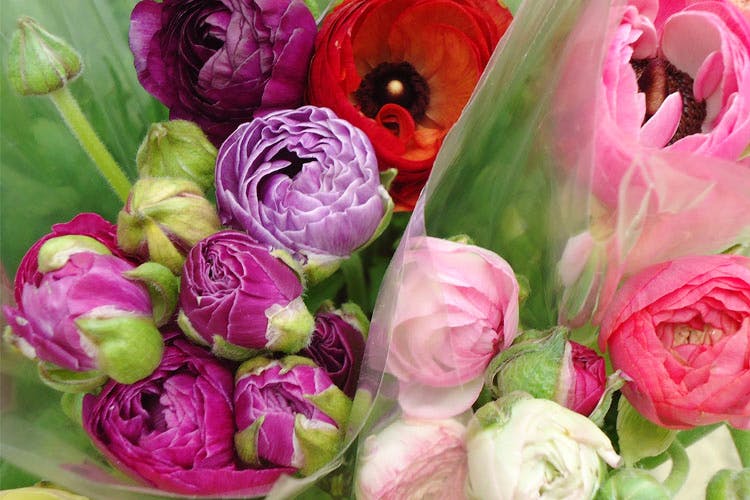 Flower,persian buttercup,Cut flowers,Rosa × centifolia,Pink,Petal,Garden roses,Rose,Plant,Flowering plant