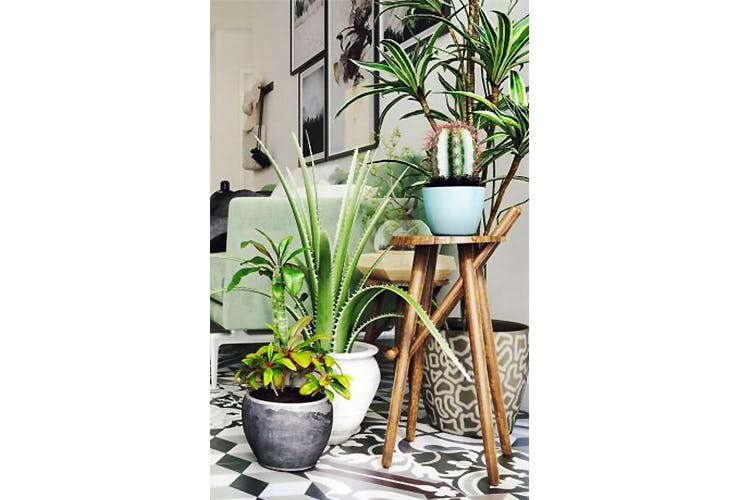 Flowerpot,Houseplant,Plant,Flower,Botany,Tree,Room,Vascular plant,Furniture,Interior design