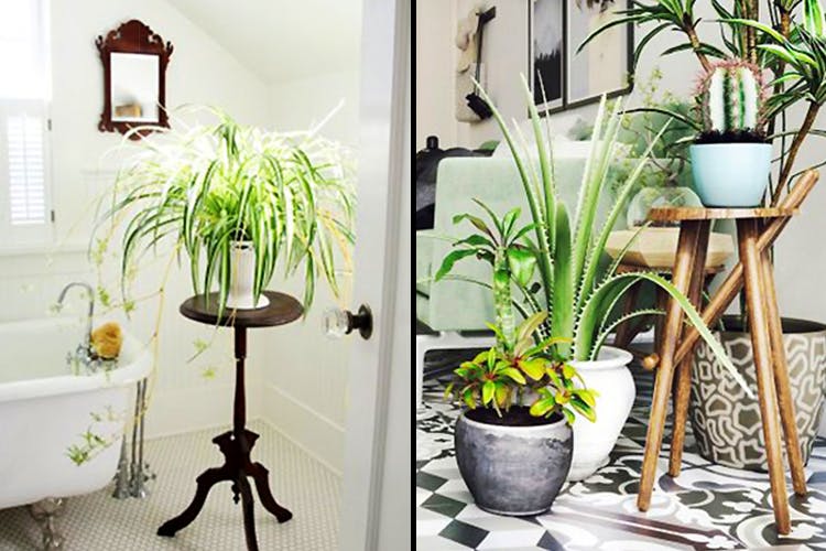 Houseplant,Green,Interior design,Room,Flowerpot,Furniture,Table,Plant,Floor,Iron