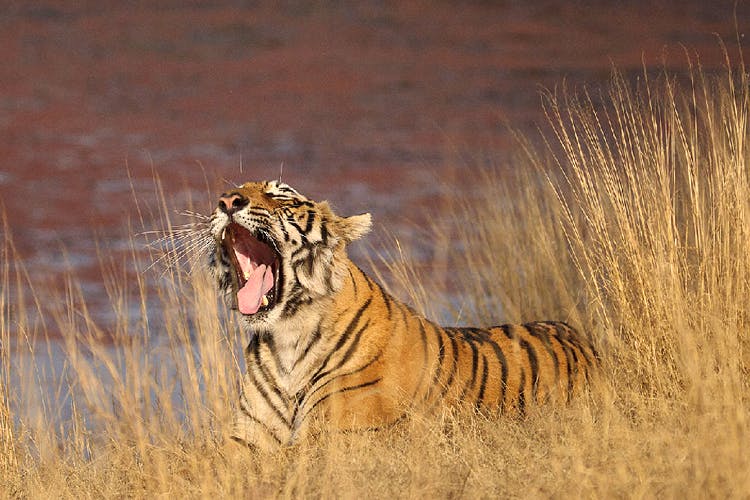 Mammal,Wildlife,Vertebrate,Bengal tiger,Felidae,Roar,Terrestrial animal,Tiger,Facial expression,Big cats
