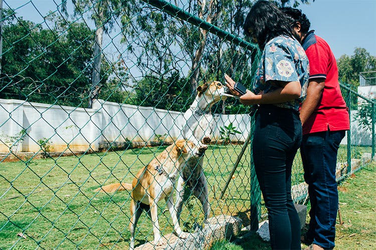 Love Dogs? Go Visit TherPup Dog Cafe In Whitefield LBB, Bangalore