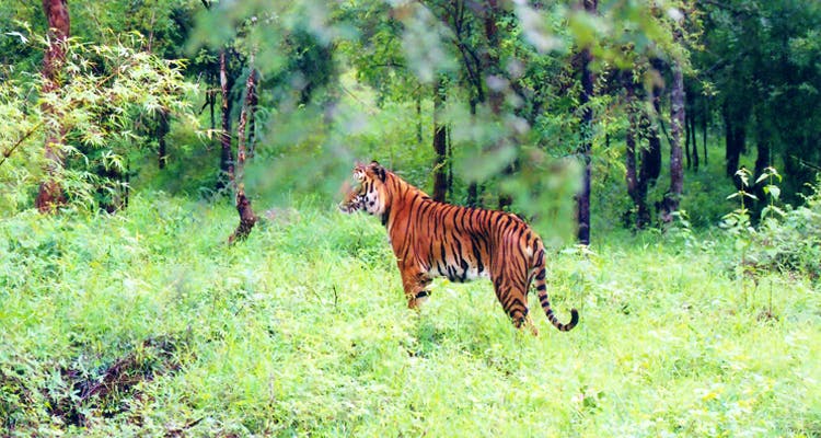 Tiger,Wildlife,Mammal,Vertebrate,Bengal tiger,Felidae,Terrestrial animal,Siberian tiger,Nature reserve,Big cats
