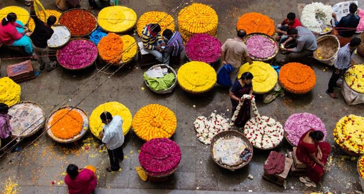 Flower,Plant,Colorfulness