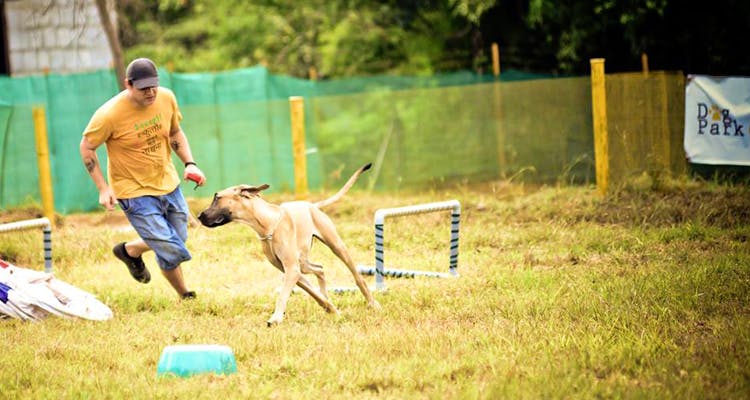 Vertebrate,Dog,Mammal,Canidae,Dog breed,Carnivore,Dog sports,Animal sports,Mudhol hound,Sloughi