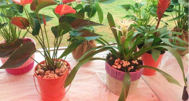 Buy Gift Plants Online | Indoor Plants For Return Gifts