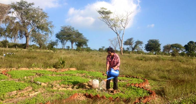 Pasture,Natural landscape,Natural environment,Tree,Grass,Grassland,Grass family,Soil,Rural area,Adaptation