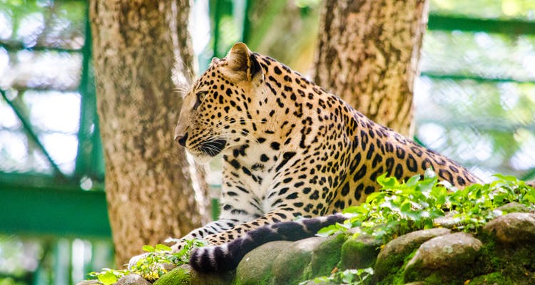 Bannerghatta Biological Park: Guide, Safari, Timings & Price 