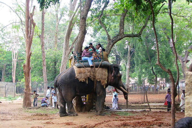 Image result for bannerghatta national park