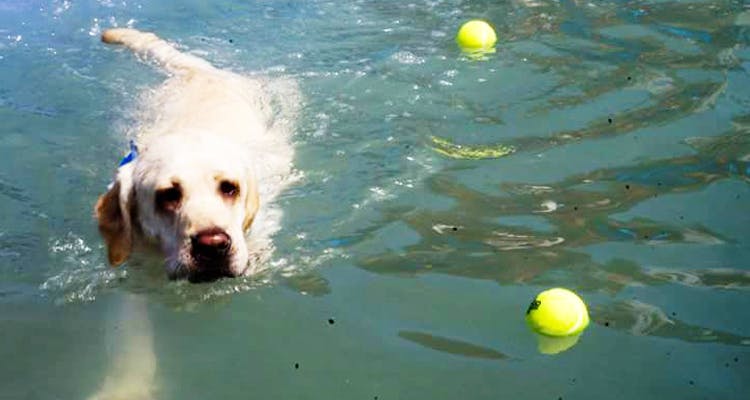 Dog,Tennis ball,Canidae,Ball,Dog breed,Retriever,Golden retriever,Carnivore,Sporting Group,Soccer ball