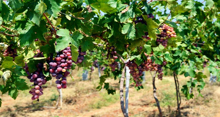 Grape,Flowering plant,Grape leaves,Plant,Grapevine family,Seedless fruit,Flower,Fruit,Vitis,Zante currant