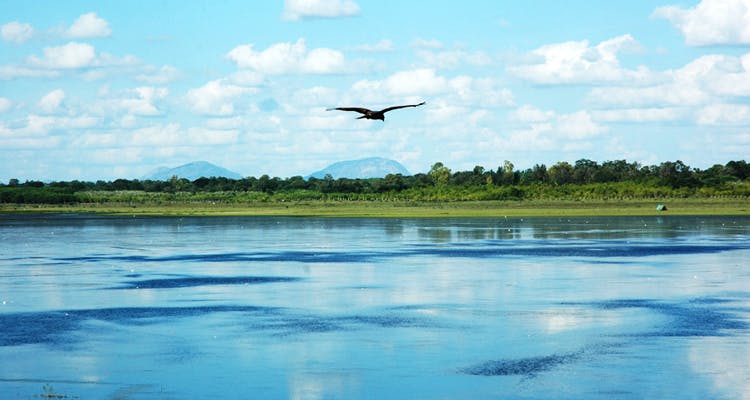 Water,Sky,Bird,Wildlife,River,Marsh,Wetland,Reservoir,Inlet,Seabird