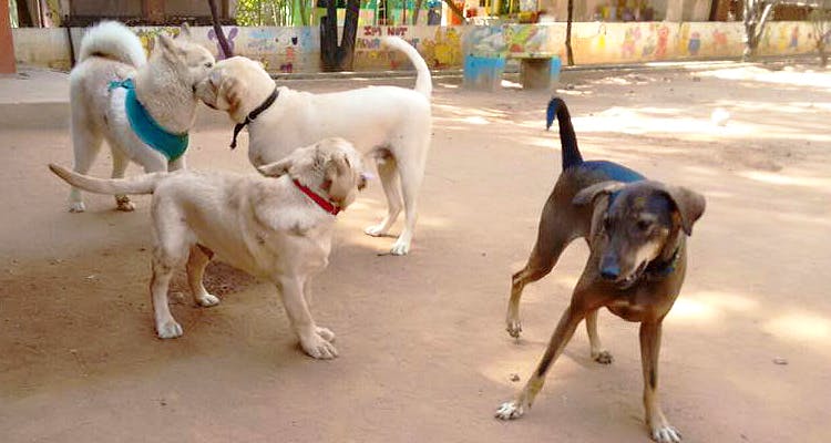 Mammal,Dog,Vertebrate,Dog breed,Canidae,Mudhol hound,Carnivore,Street dog,Rajapalayam,Hunting dog